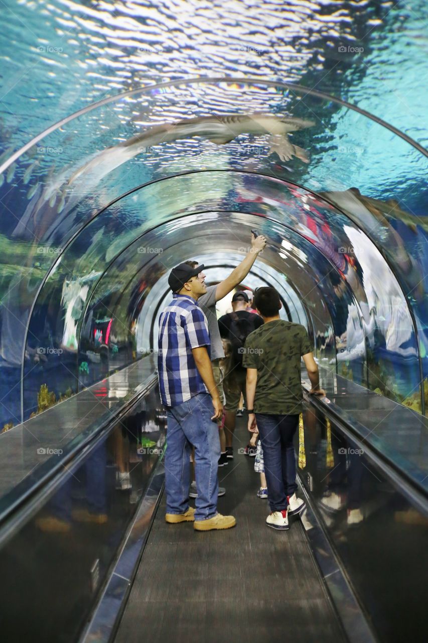 Shark Tunnel