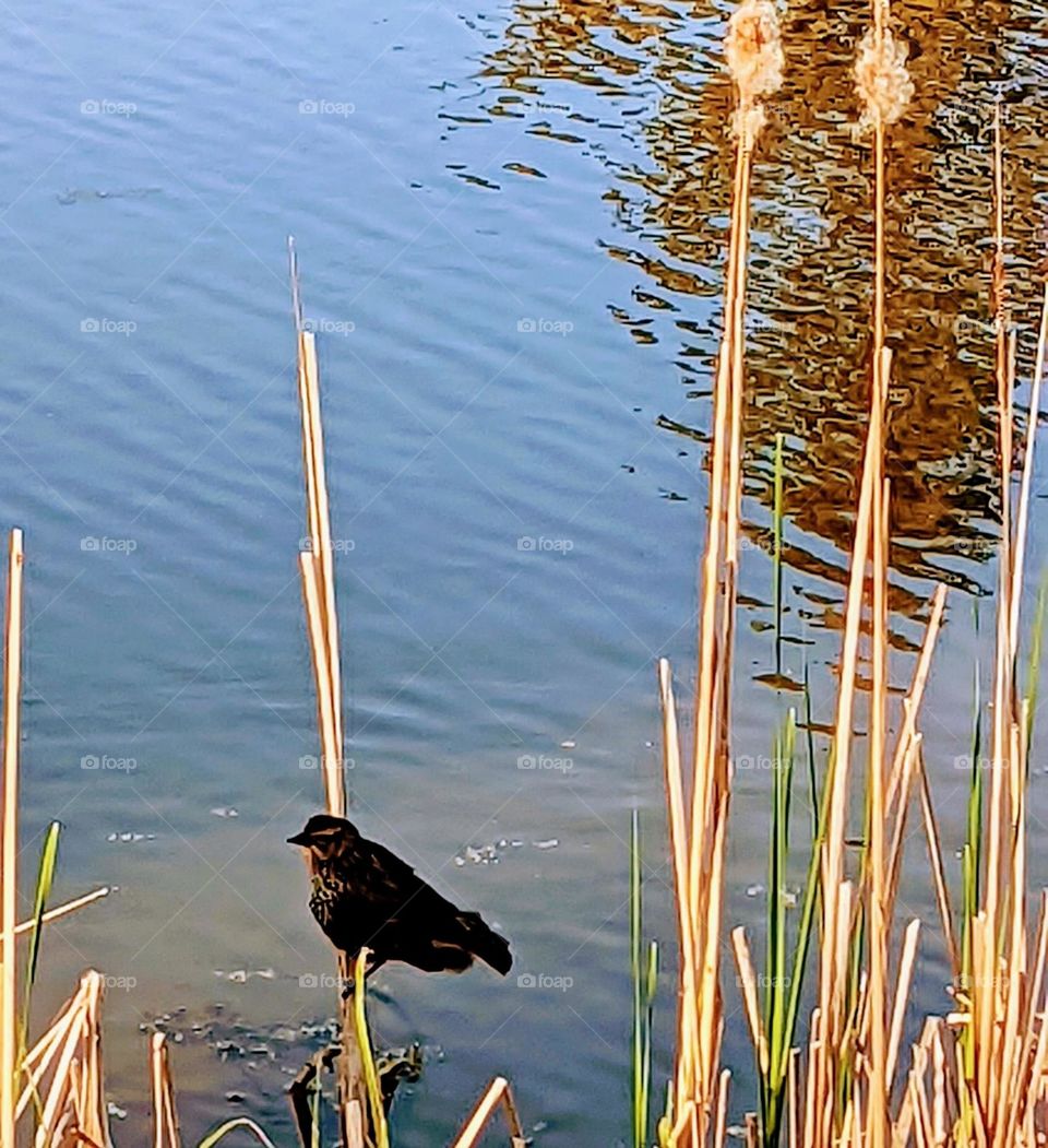 Black bird on a cat tail