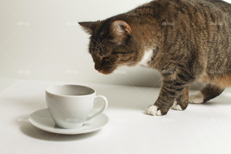 cat with tea