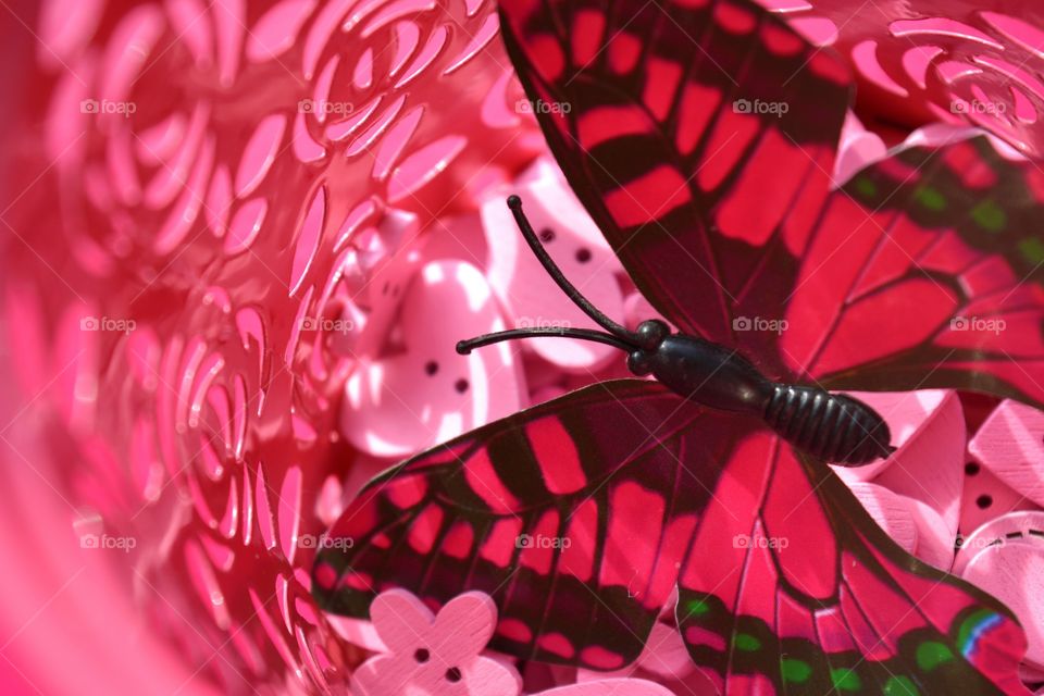 Desktop, Flower, Bright, Color, Butterfly