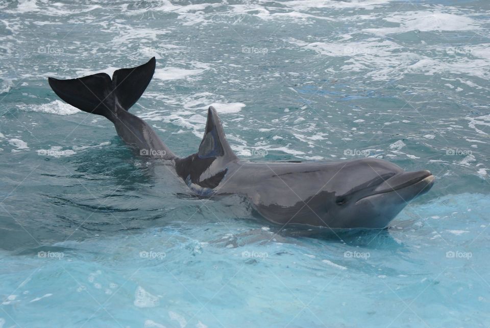 delfines