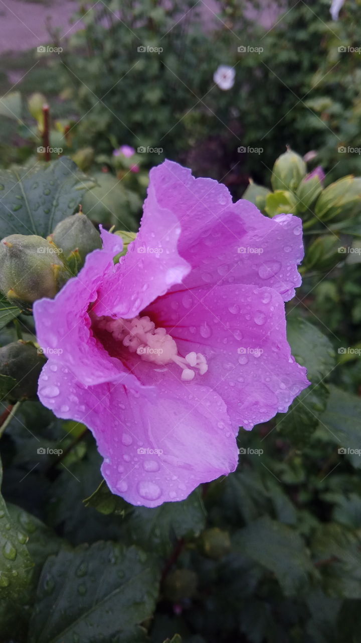 Flower in pink