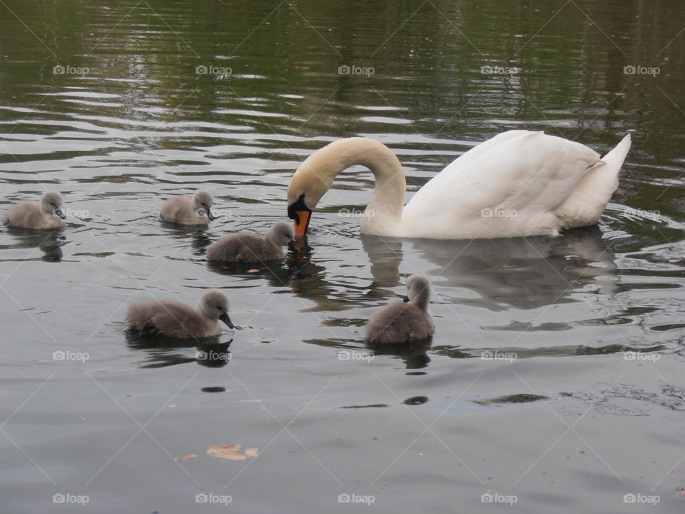 Mother Swan With Cygnets