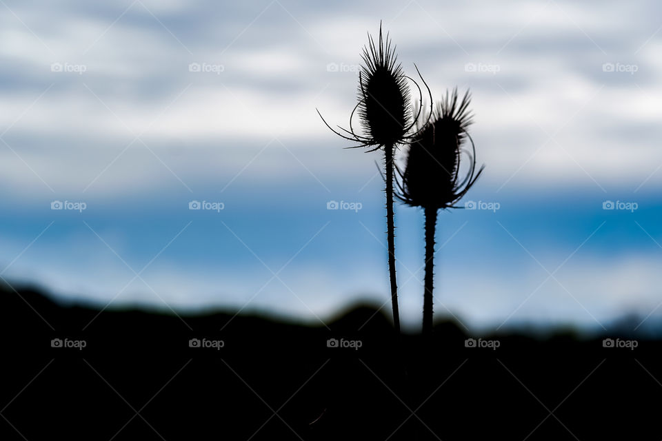 macro silhouette