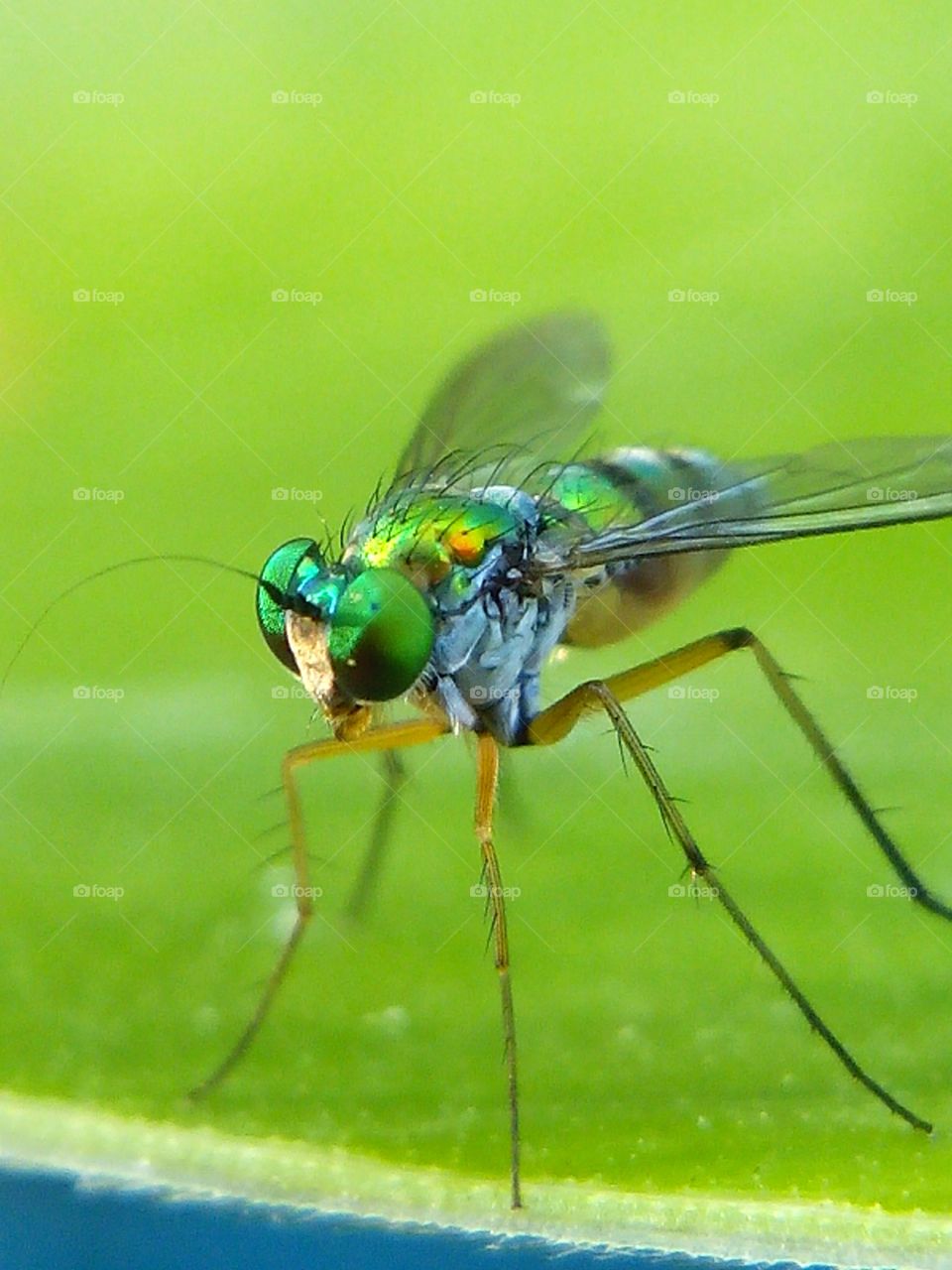 Fly long leg s. Super Macro With smartphone