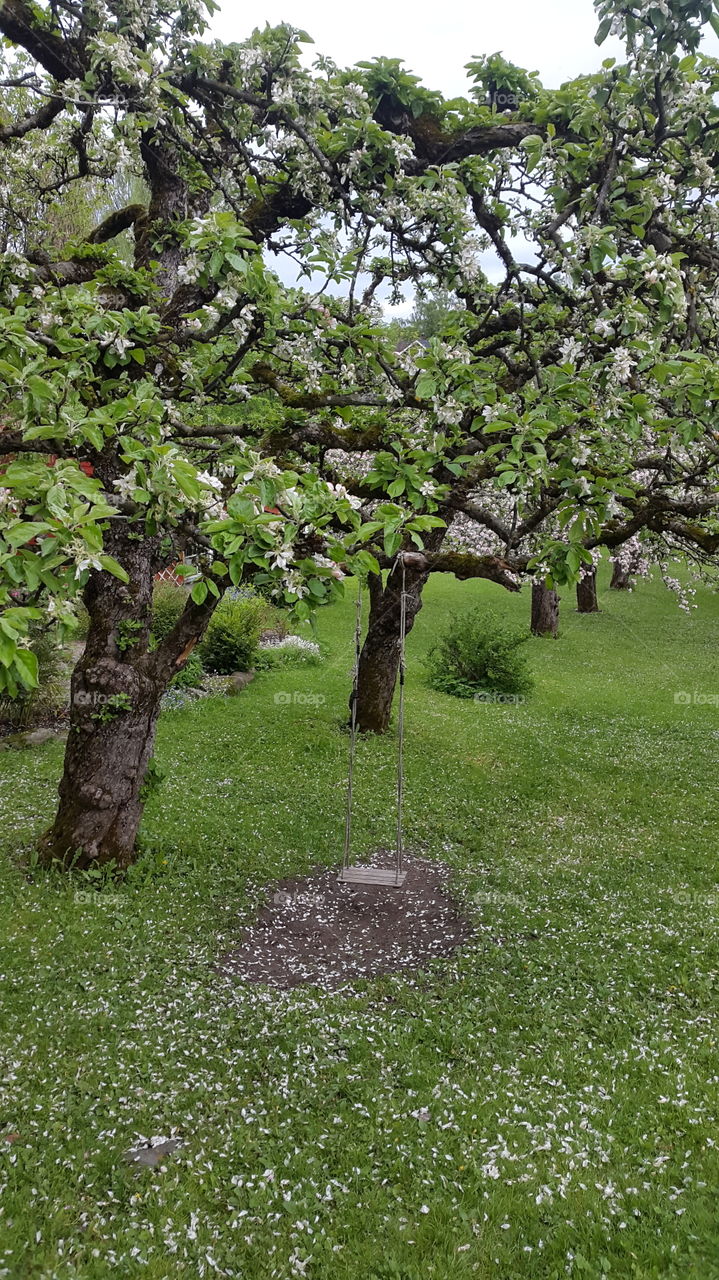 Apple tree