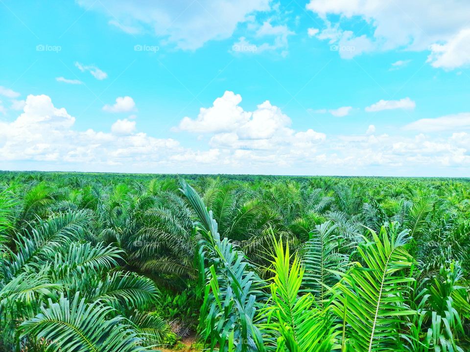 View of oil palm plantation seen from above in Kalimantan, Indonesia