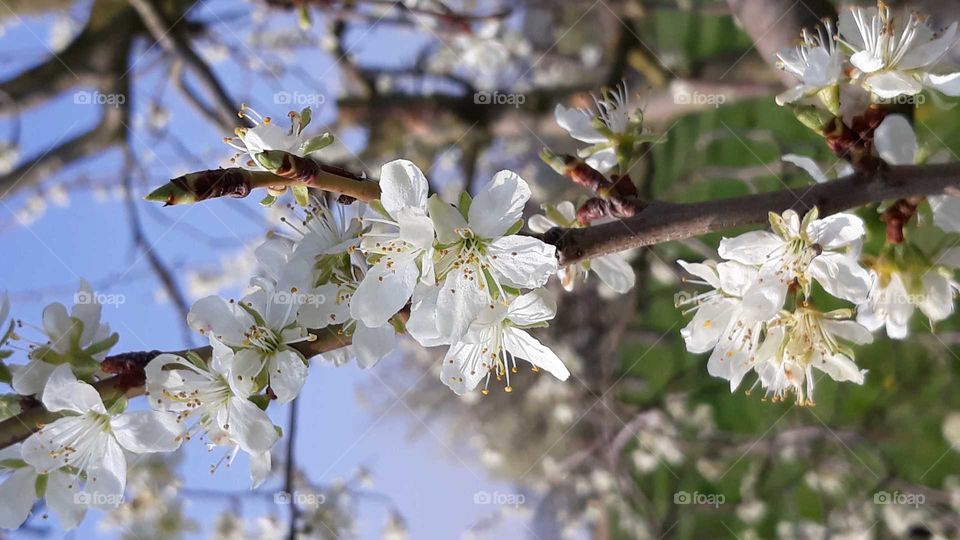 springtime Cherry