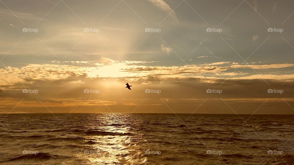 a gull in the sun at the beach