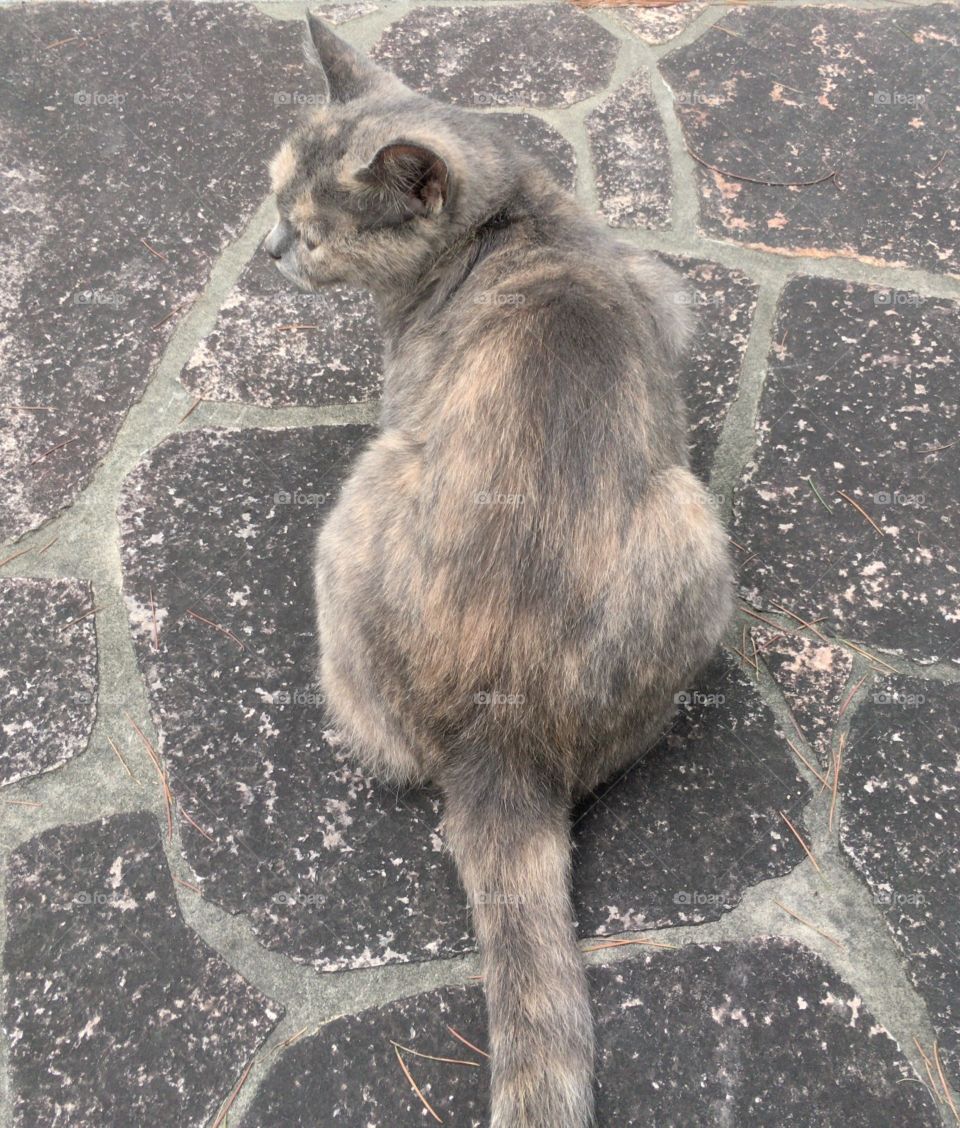 A gray cat is on the gray path 
