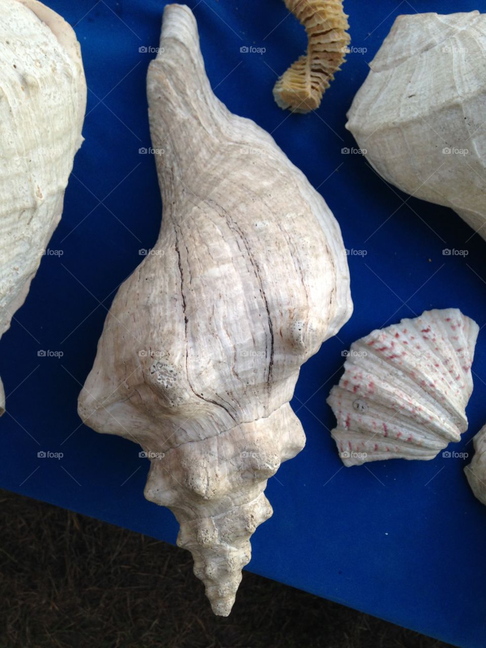 Sea shells 