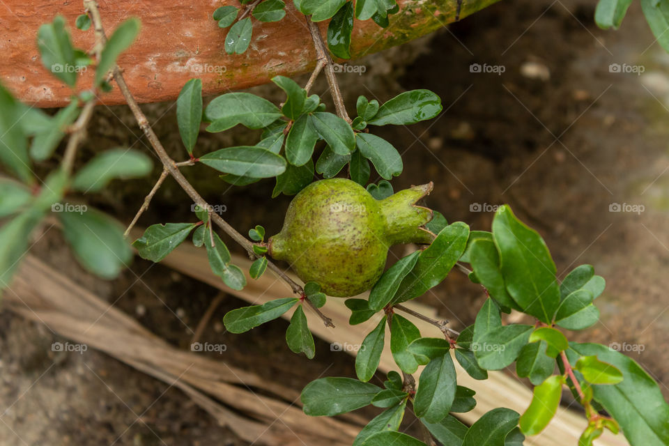 Pomegranate