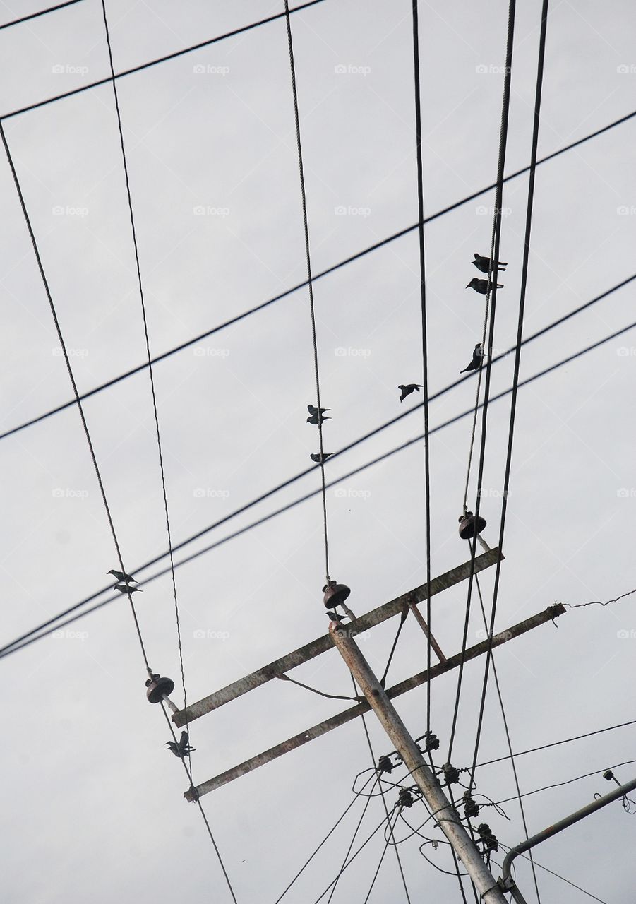 a group of birds are perched on top of the electric cable