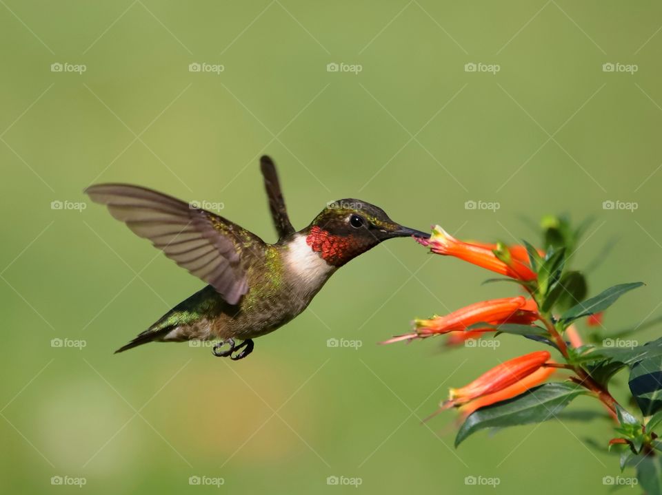 ruby-throated hummingbird