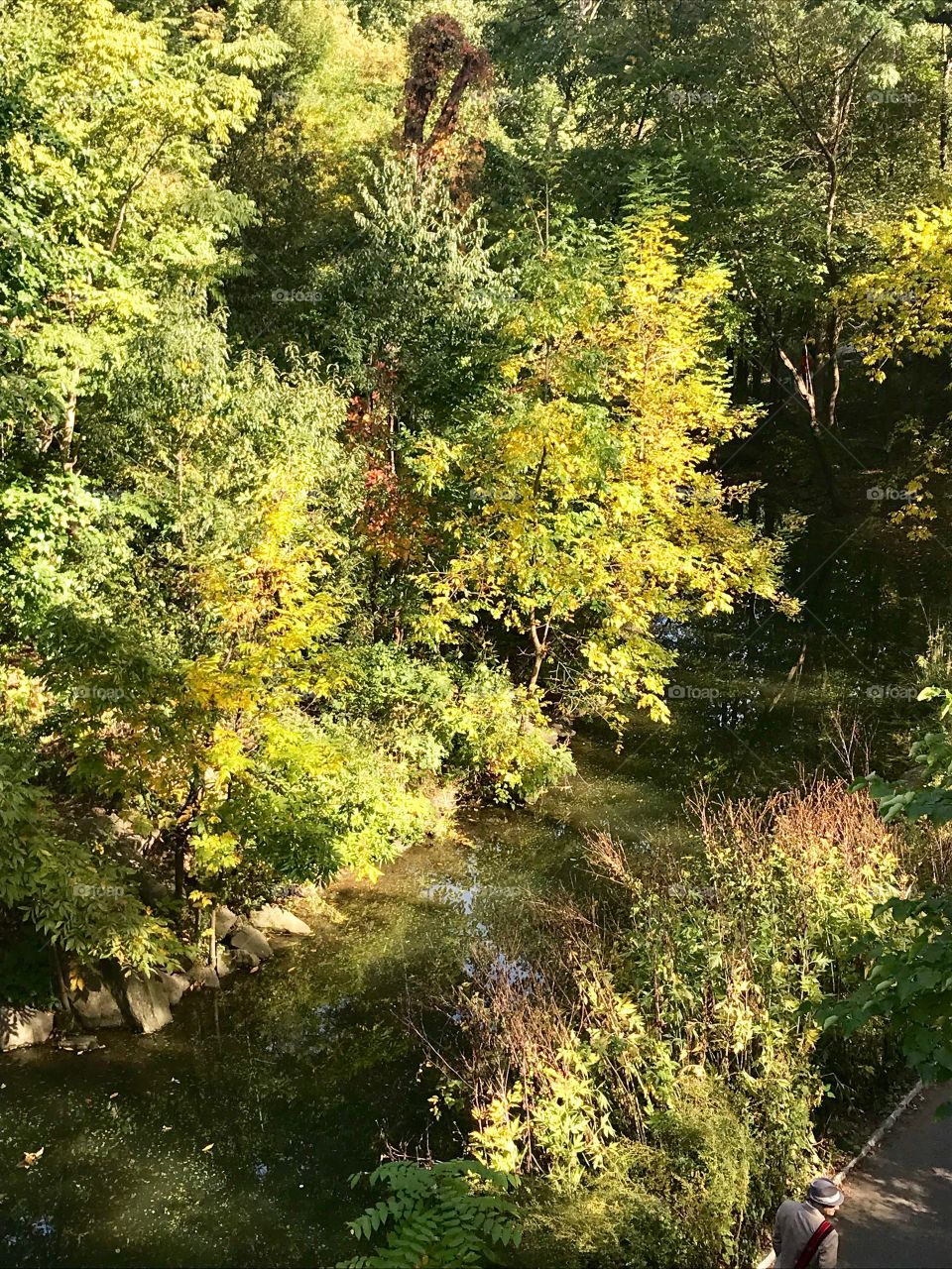 Stream in the fall