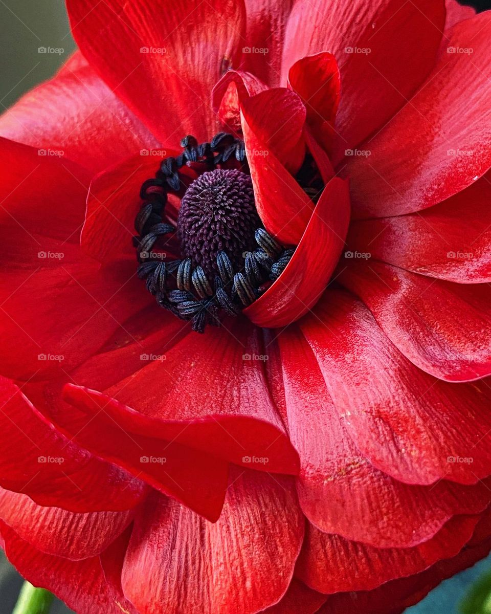 Red flower with silky petals and a dramatic center