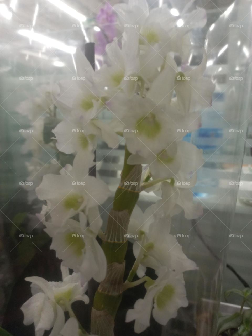 Orquidea  Dendobrium  branca, representa a eternidade, por isso é uma excelente  escolha para presentear a pessoa amada ou amigos.  A cor é associada  à pureza. Exala delicadeza  e é um símbolo clássico de feminilidade