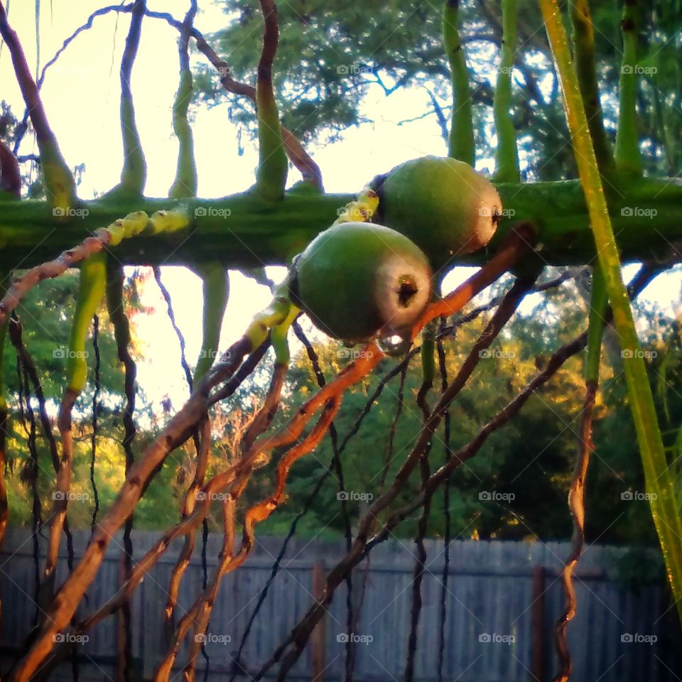 Queen Palm Seeds, On Stalk