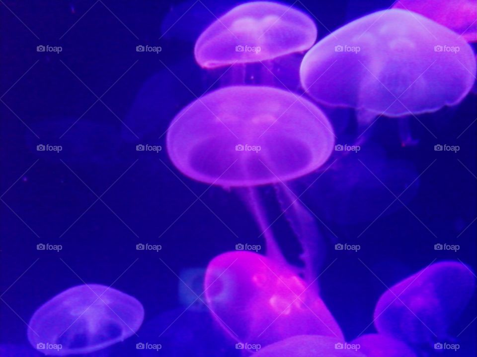Jellyfish . I took this at the Tampa Bay Aquarium. The color lights make it look purple. 