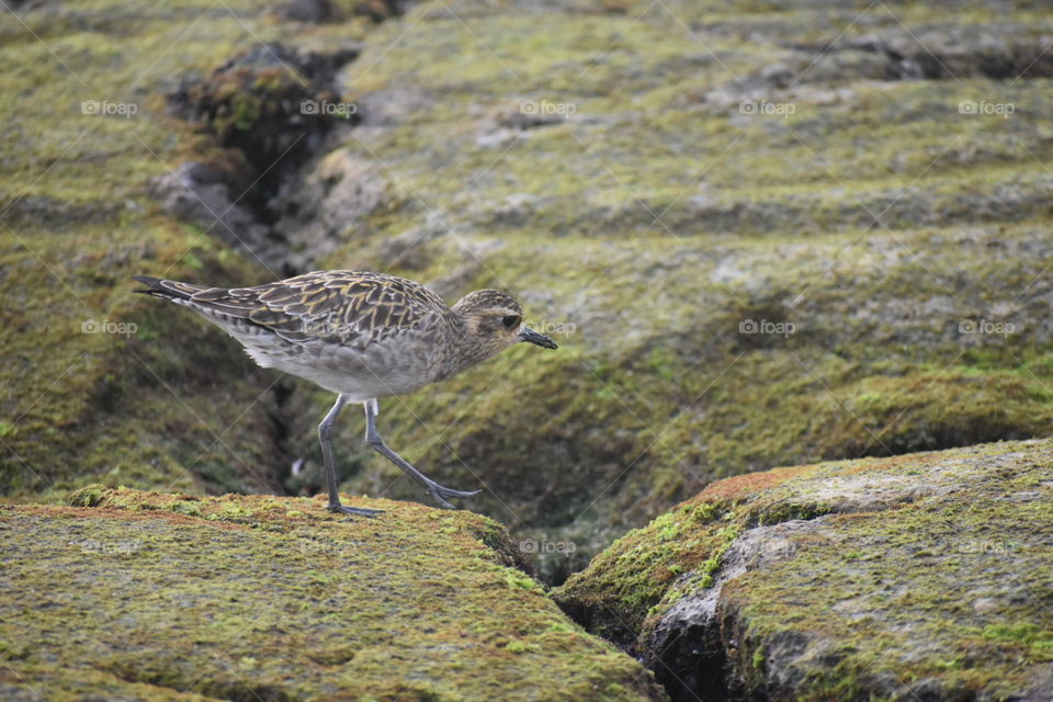 Bird on the lava rocks