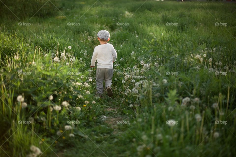 walk in dandelions