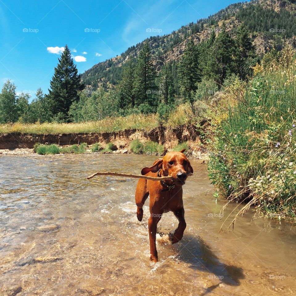 Fetch. Playing fetch with my dog at Big Elk River in Idaho.