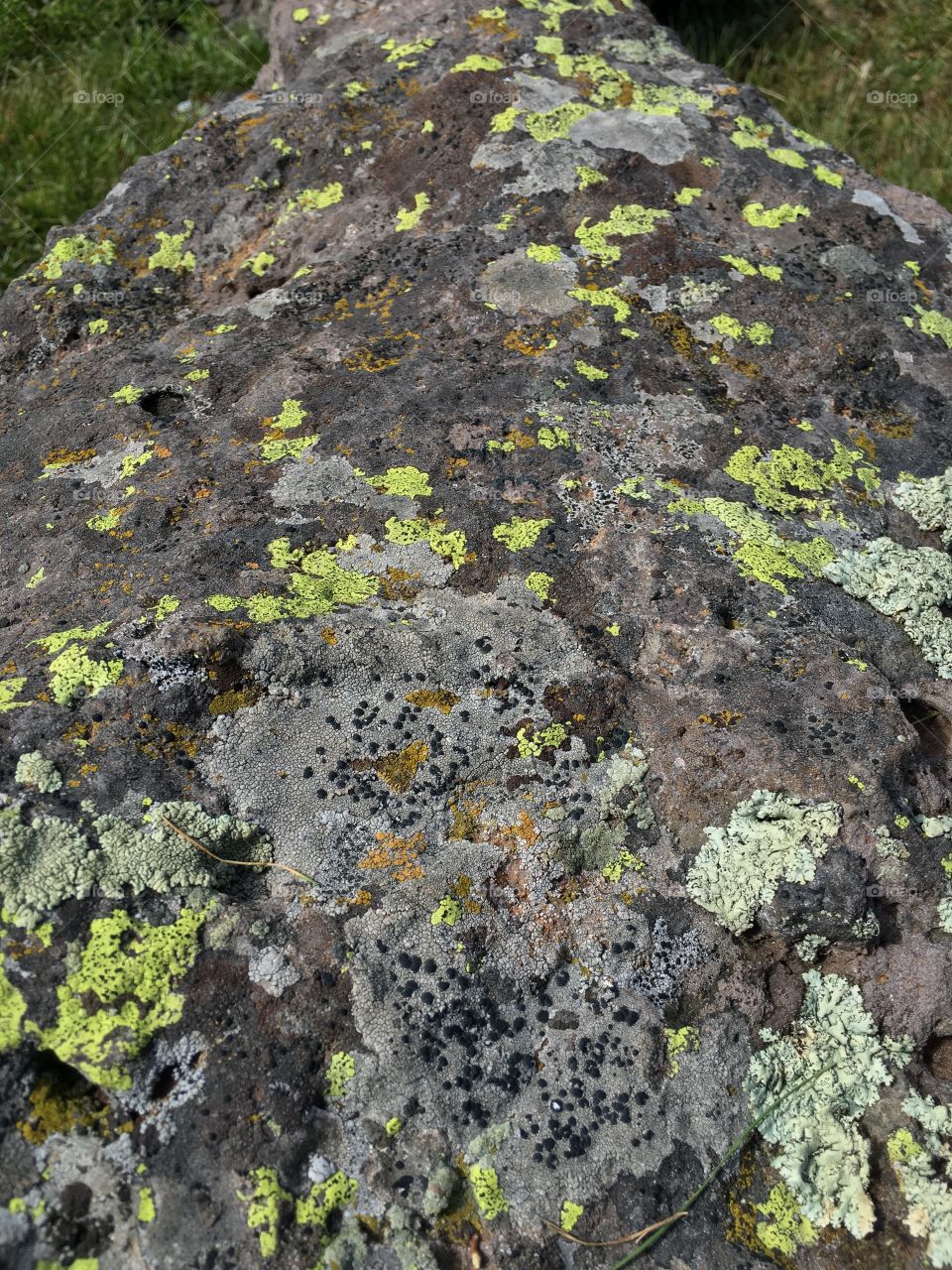 Moss, Stone, Lichen, Rock, Desktop