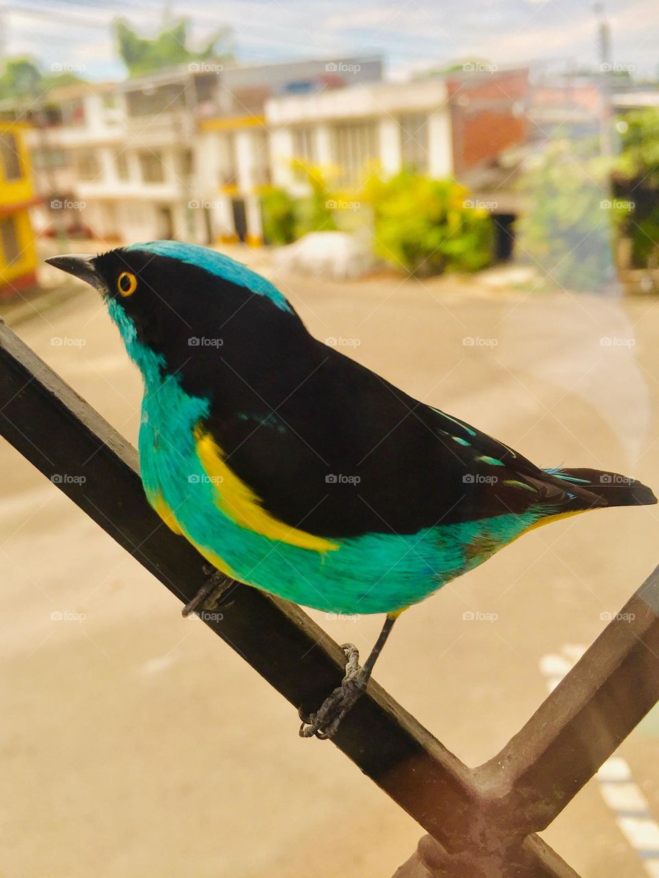 Vecino emplumado pelea con su reflejo en mi ventana 