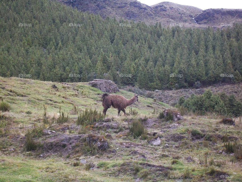 Lone llama traveling along the base of a forest lined mountain in Ecuador 