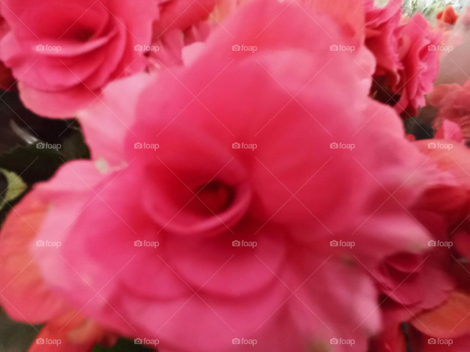 O Desabrochar da Rosa. A rosa para desabrochar aguenta o calor, o frio, o vento e as tempestades, e ainda assim, resiste e oferece a simetria, o perfume e a beleza