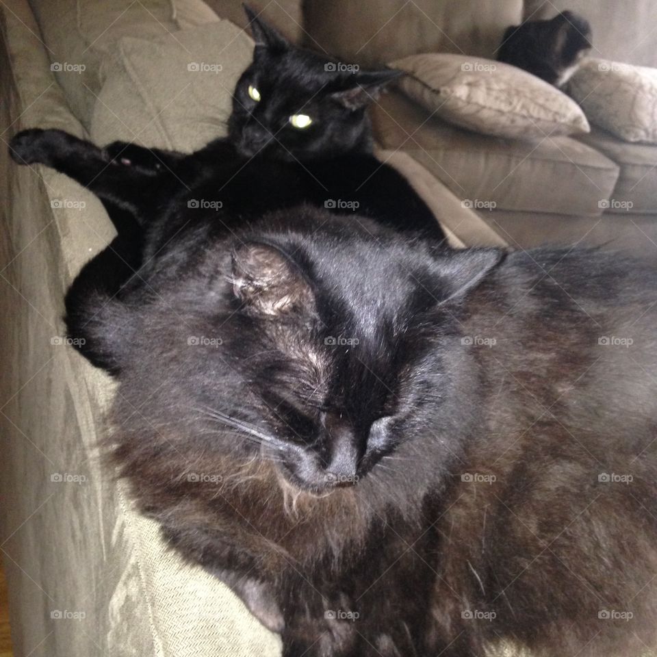 Black Cats Getting Comfy