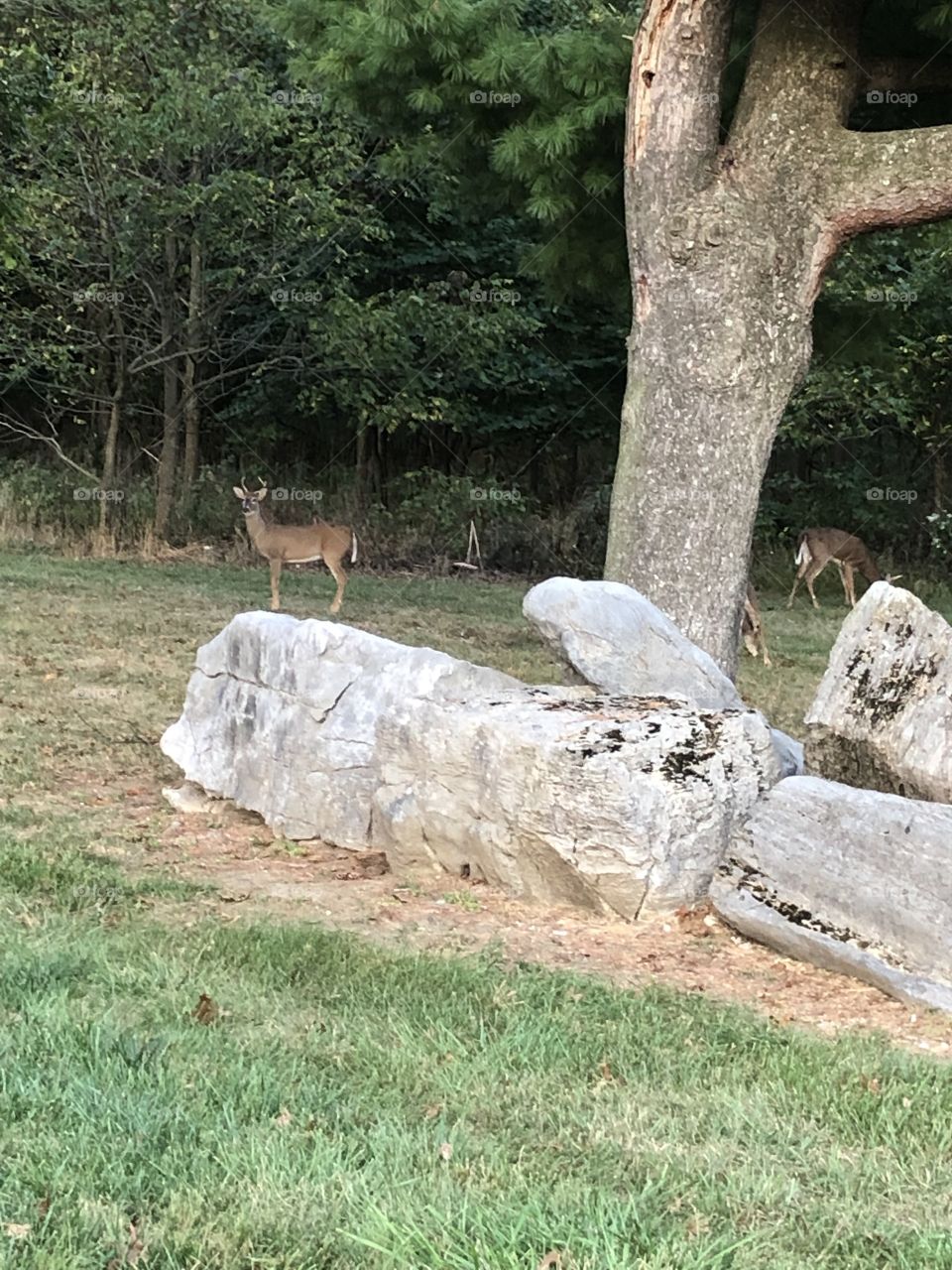 Small Herd of deer eating along wooded area 