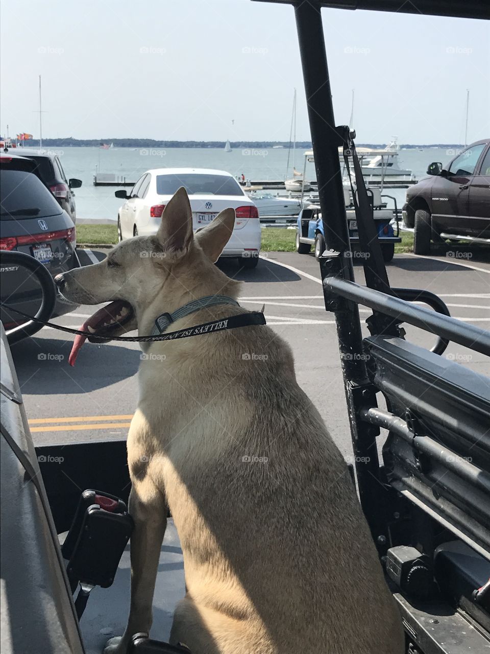 Dog on a golf cart 