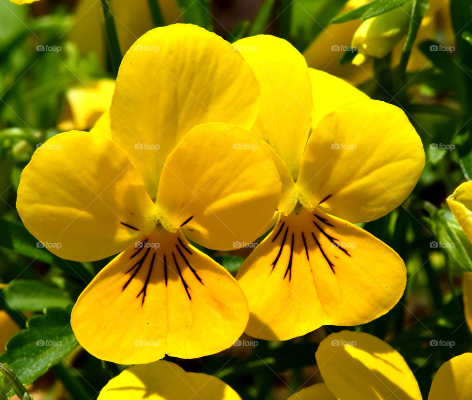 Close up yellow flower