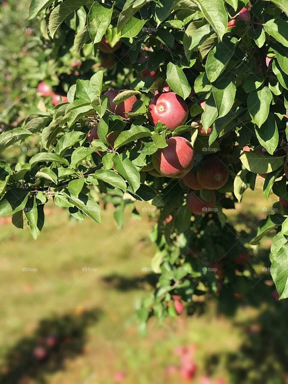 Apple picking in the fall in maine 2017