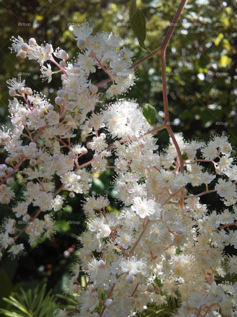 Ocean Spray Flowers in Washington state. Ocean spray is a flowering shrub which boasts many beautiful clusters of cascading off white flowers. It smells like tropical ocean beaches too!