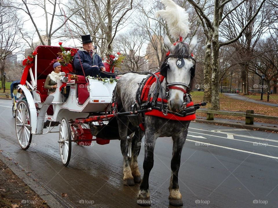 Horse rides in Central Park 