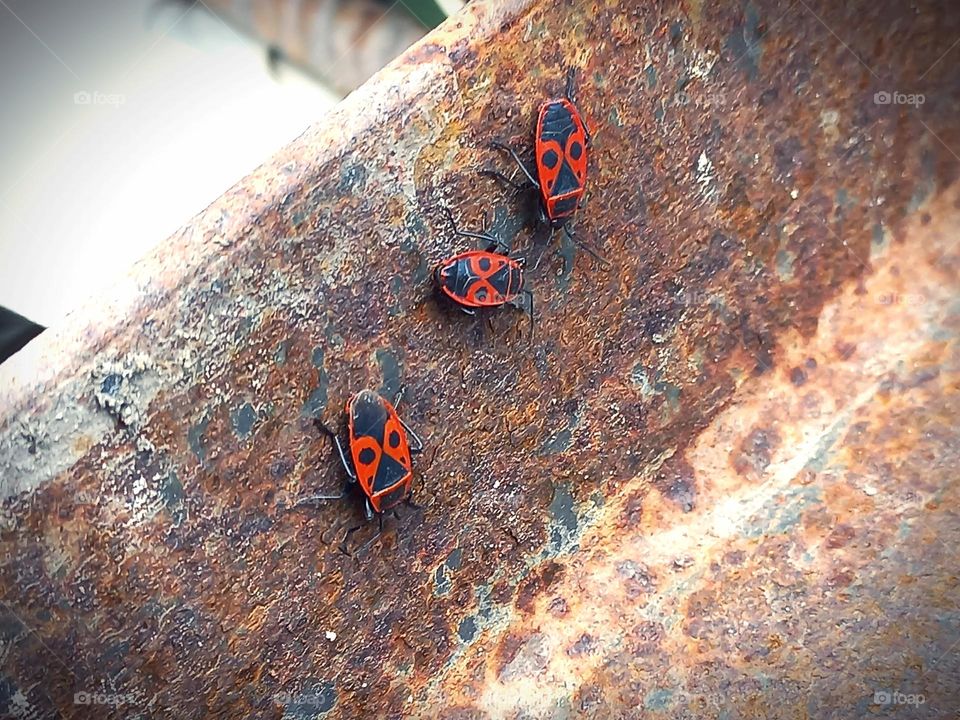 red beetles on a metal piece.
