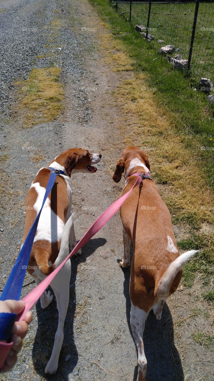 No Person, Mammal, Outdoors, Dog, Nature