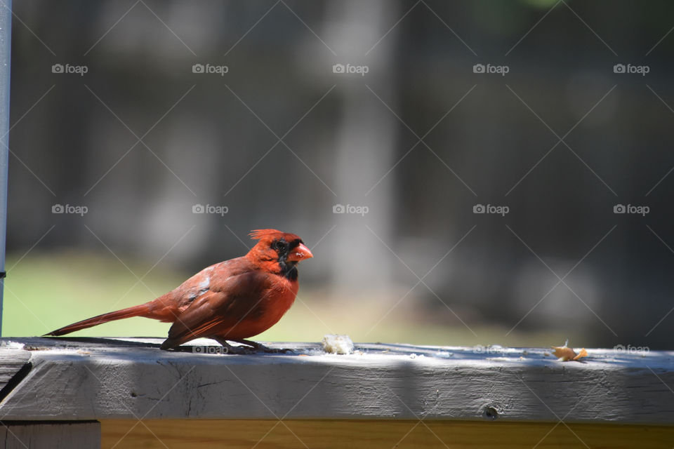 Backyard Guests are best