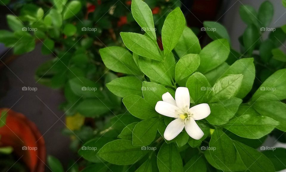 White Flower #garden #closeup #flower