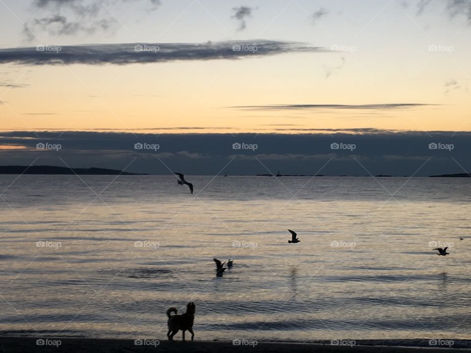 Birds and a dog on a beach