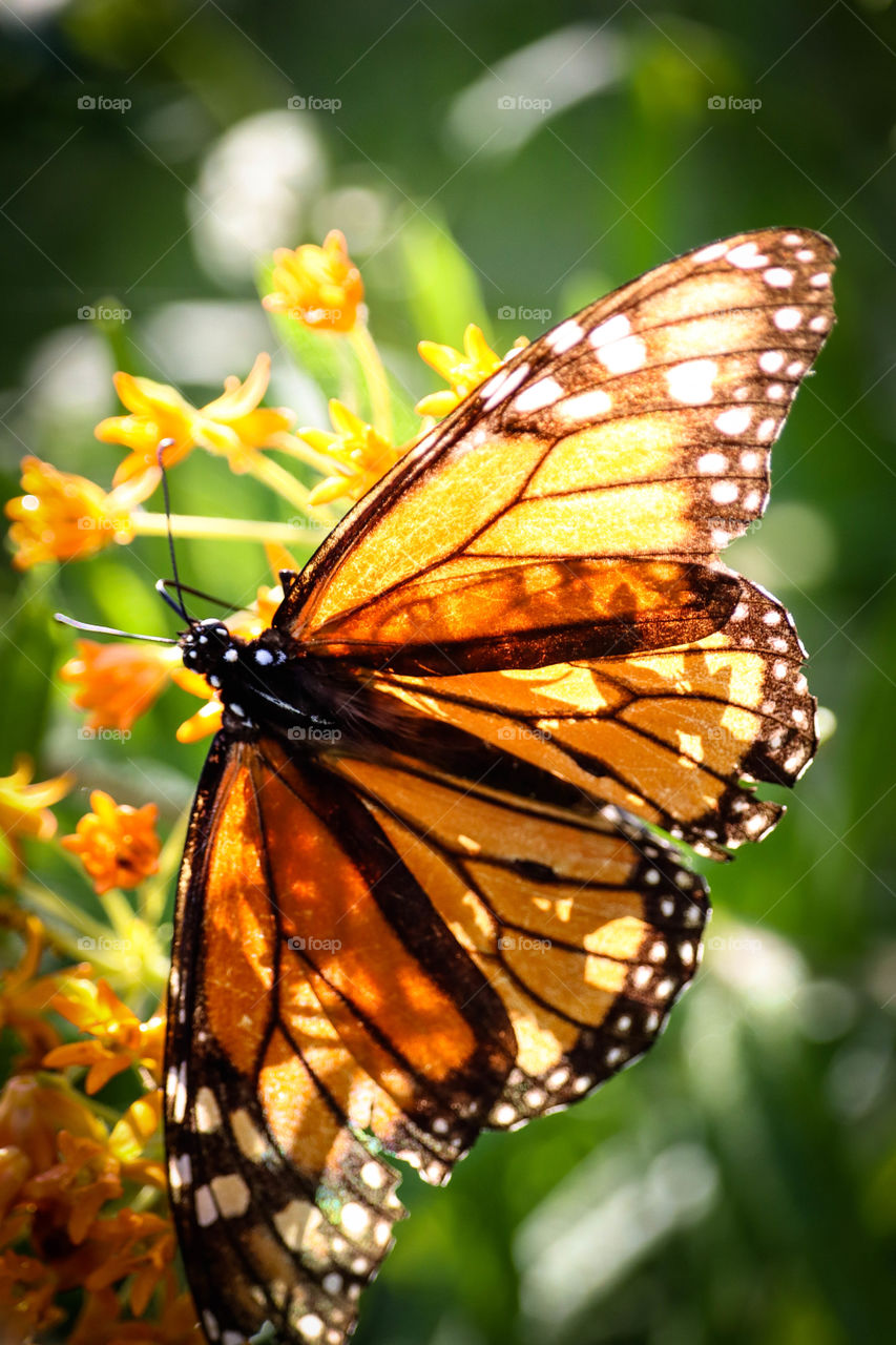 Monarch butterfly in a bright sunlight