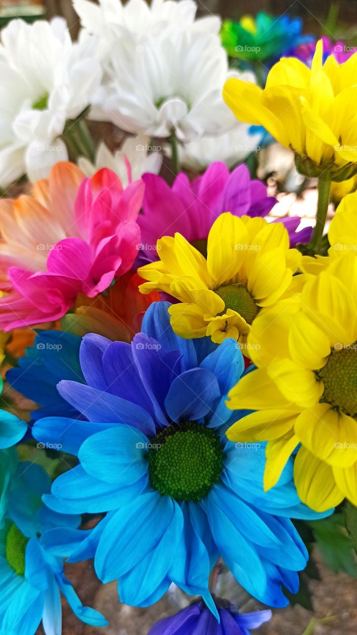 Beautiful bunch of daisies, colorful buqet, fresh