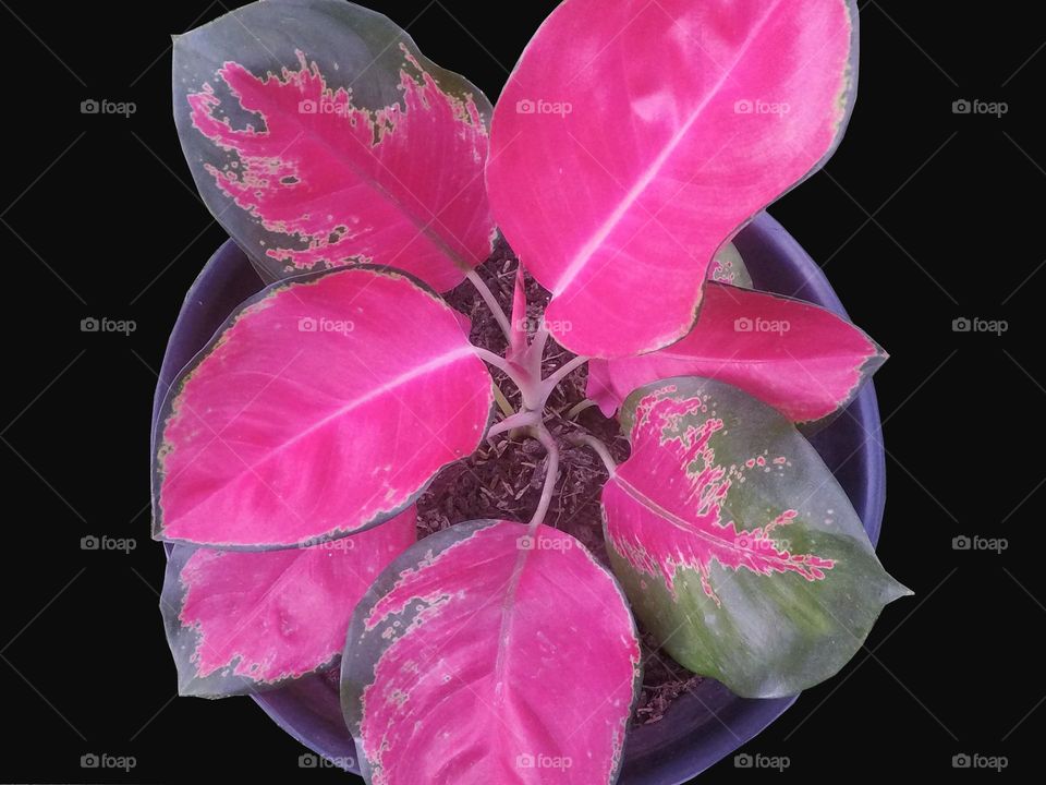 this is an aglaonema flower that has a distinctive leaf pattern and can make a room or home page more beautiful and beautiful to look at
