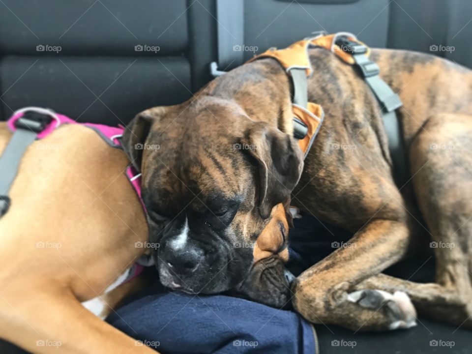 Sleepy pups in the car.