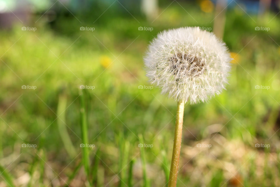 Dandelion, flower, vegetation, plants, meadow, meadow, village, sun, summer, heat, nature, landscape, still life, yellow, white, beautiful, furry,