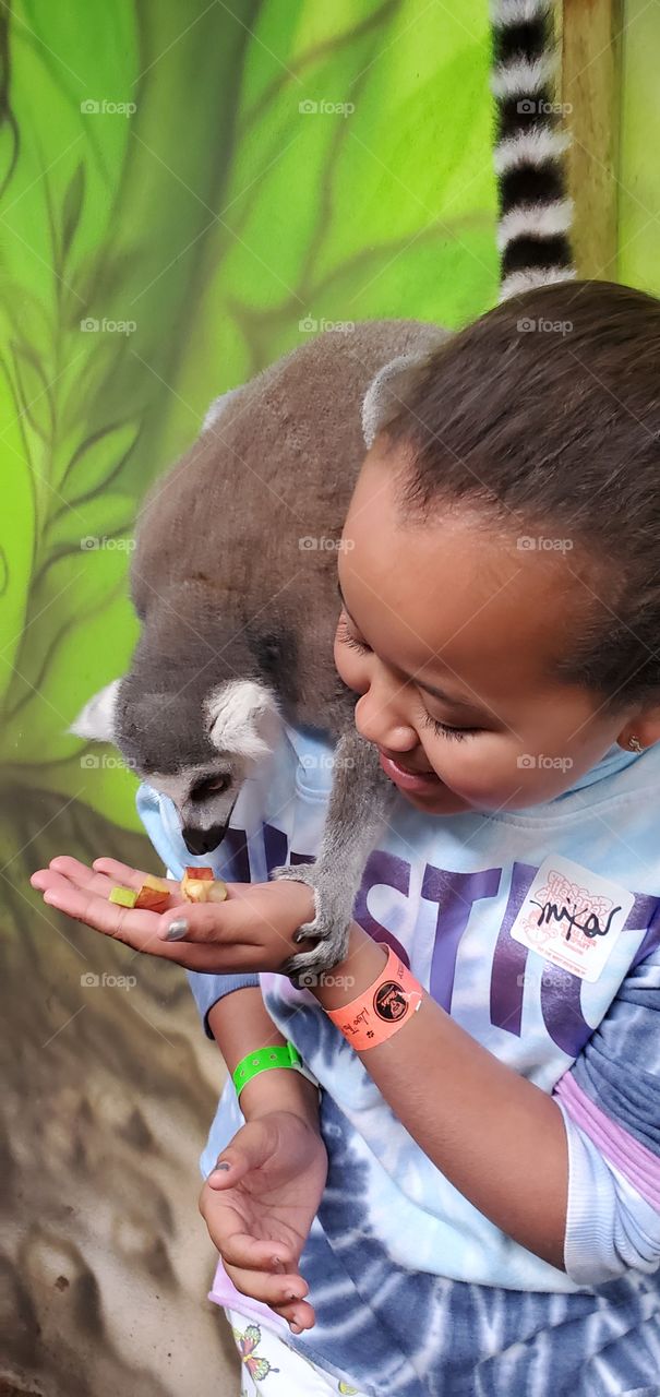 Feeding a lemur