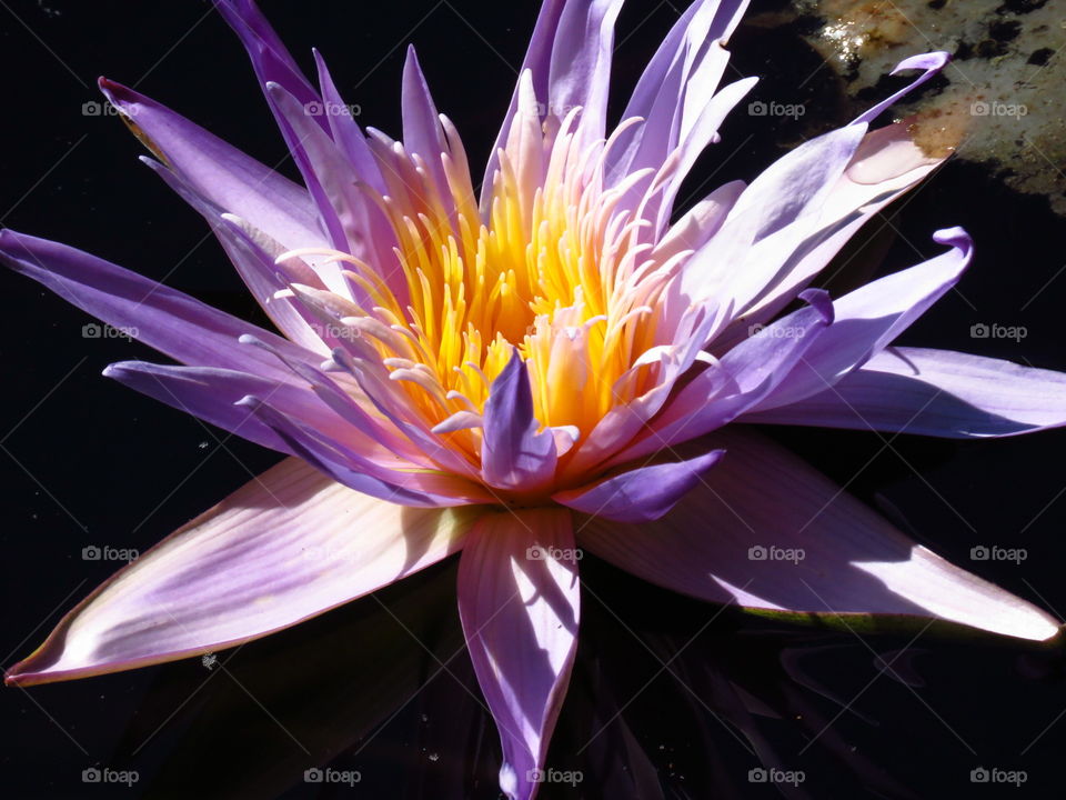 Purple Water Lily