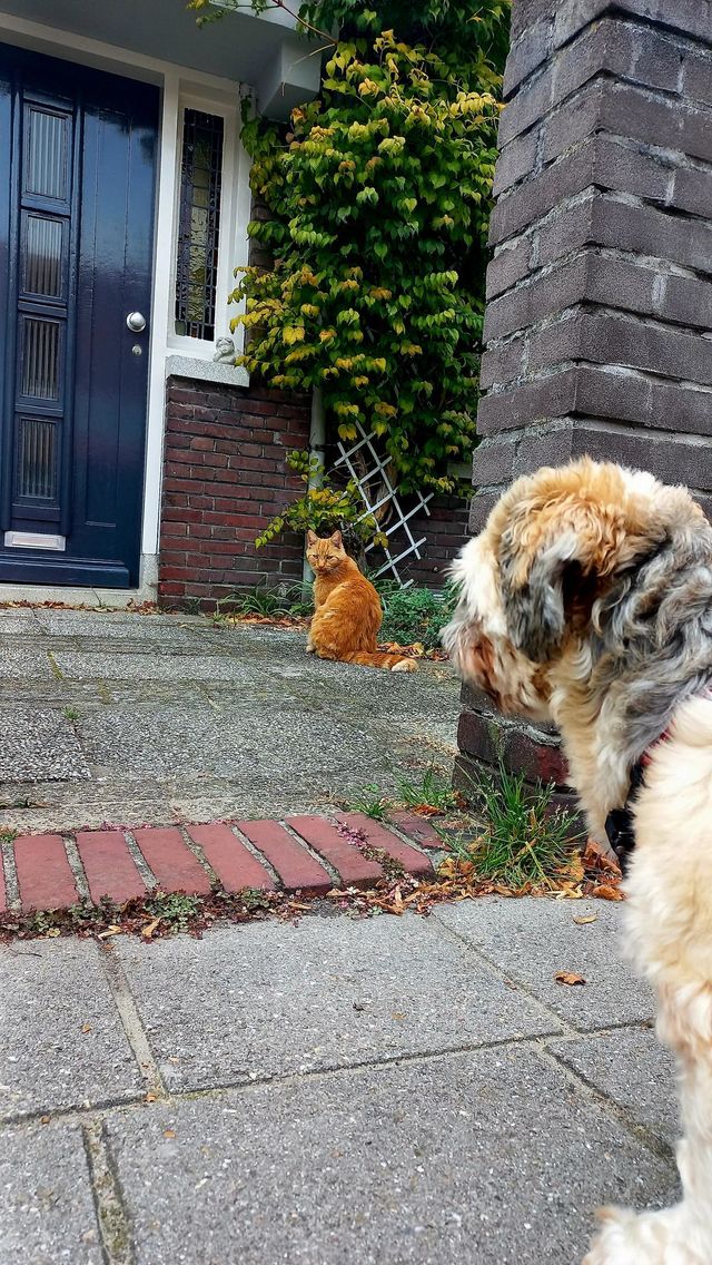 meeting dog and cat